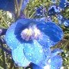 delphinium