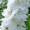 delphinium