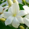 jasmin