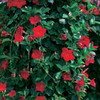 jasmin