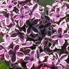lilas