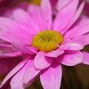 MARGUERITE